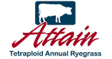 Attain Tetraploid Annual Ryegrass