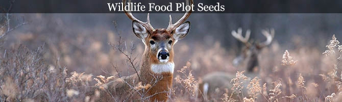 Wildlife Food Plot Seeds