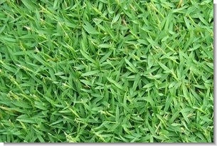 Carpetgrass Seed