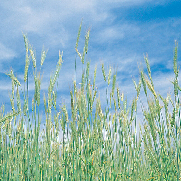 Seed Barn Rye Cereal Grain Seed