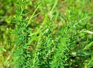 lespedeza weed herbicide Sericea Lespedeza Seed (Hulled)