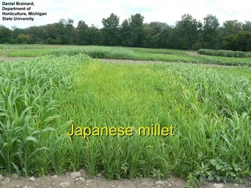 japanese millet herbicides Japanese Millet Seed