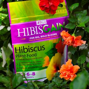 Bgi Hibisgain Hibiscus 12-6-8