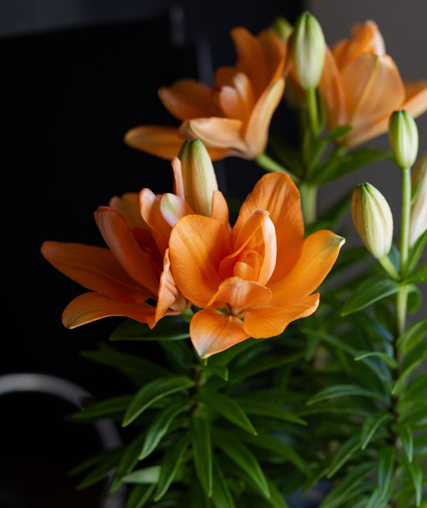 Hybrid-Lily-Closeup-scaled-