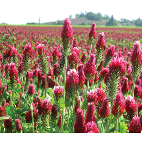 crimson herbicide SeedRanch Dixie Crimson Clover Seed Coated