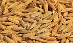 Rice Seed Certified - 50 Lbs