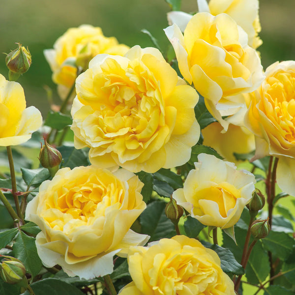 david austin roses seeds David Austin Rose