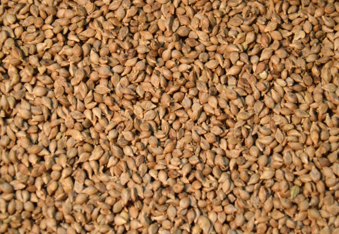 Brown Top Millet FEED Seed