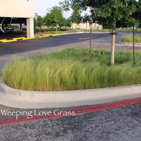 planting love grass seed Weeping Lovegrass Seed (Coated)