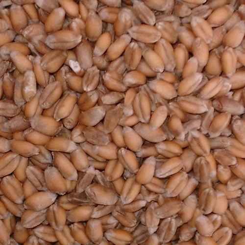 Wheat Seed - 50 Lbs.