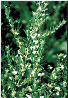 herbicide for sericea lespedeza Sericea Lespedeza Seed (Un-Hulled)