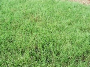 plant bermuda grass seed Giant Bermuda Grass Seed Hulled - 50 Lb