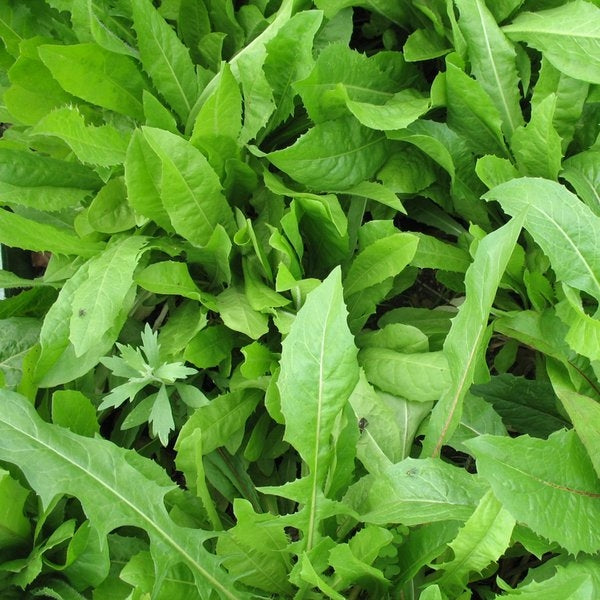 chicory herbicide Seedranch Six Point Chicory Seeds