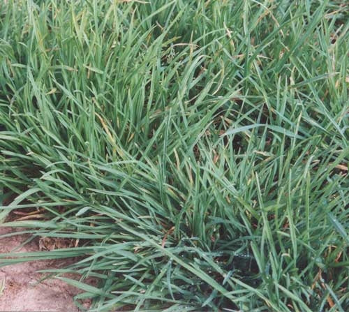 orchardgrass herbicide Tekapo Premium Orchard Grass Seed