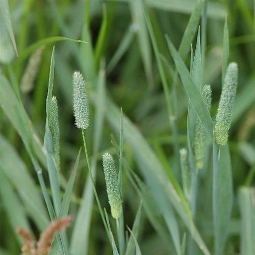 planting grass seed with hay Timothy Pasture Grass Seed