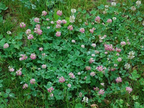 Alsike Clover Seed - 1 Lb
