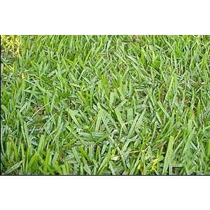 planting bahia grass seed in florida Argentine Bahia Grass Seed (Coated)