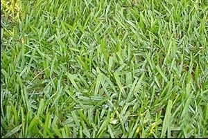 argentine bahia grass seed lowes Argentine Bahia Pasture Grass Seed