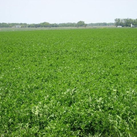 Arriba II Alfalfa Forage Seed - 50 lbs