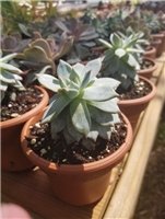 Assorted Succulents - 4.5" - Seed Barn