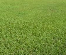 lowes bahia grass seed SeedRanch Pensacola Bahia Lawn Grass Seed Raw