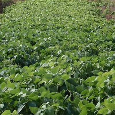 plant soybean seeds Big Fellow RR Soybean Seed