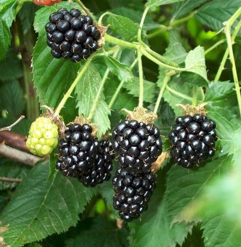 Blackberry Bush - 1 Gallon - Seed Barn