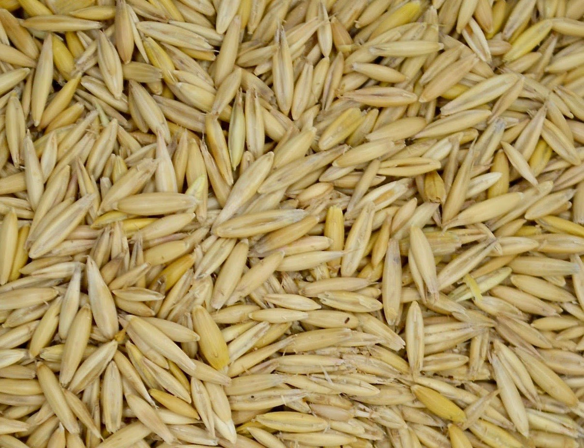 Bob Oats Grain Seed - 1 Lb. - Seed Barn