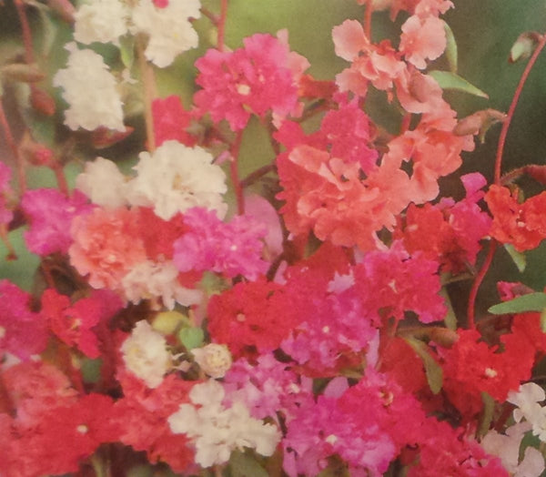 clarkia flower seeds Clarkia Double Mix Seed - 1 Packet