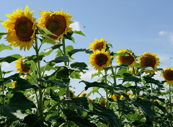 sunflower seeds to plant for doves Clearfield Lonesome Dove Sunflower Seeds