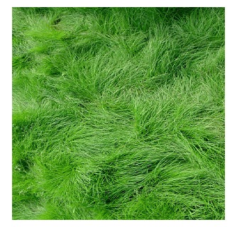 Rosecity Creeping Red Fescue Grass - 50lbs Seed Barn