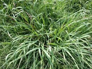 Dallis Grass Seed - 10 Lbs. - Seed Barn