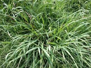 Bad Harvest 2026) Dallis Grass Pasture Seed