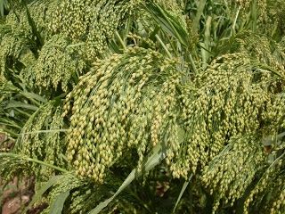 Dove Proso Millet Seed