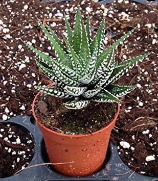 Zebra Plant Succulent - 2.5&quot;