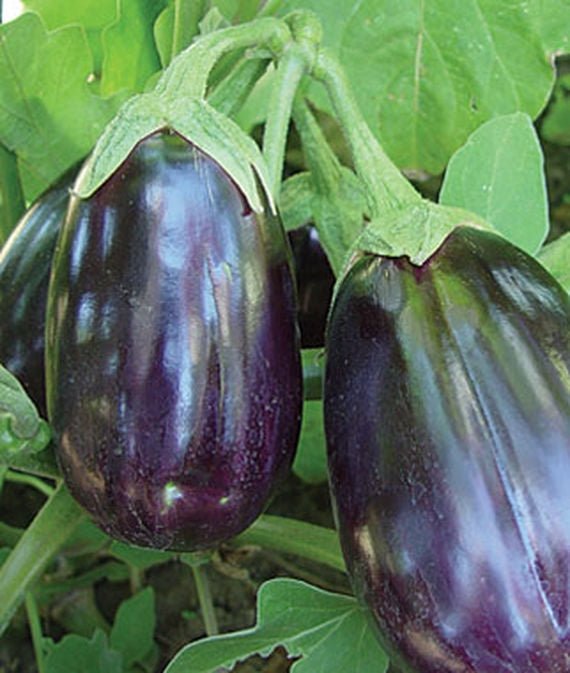 Eggplant Black Beauty Seed - 1 Packet - Seed Barn