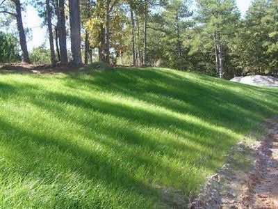 bermuda seed planting Sahara Bermuda Grass Seed