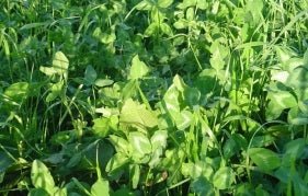 Gallant Red Clover Seed - 10 Lbs. - Seed Barn