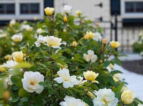 Knock Out Sunny Yellow Roses - 2 Gallon - Seed Barn