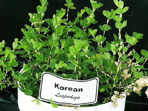 planting lespedeza seed Korean Lespedeza Seed