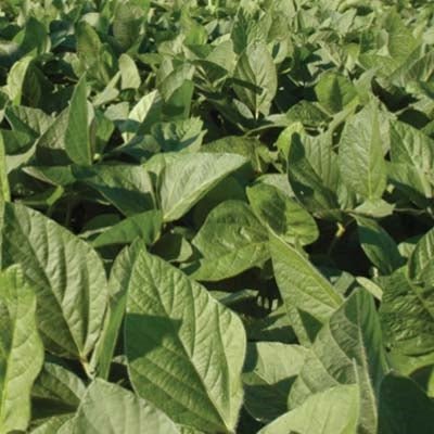 soybean seed for planting Laredo Soybean Seed