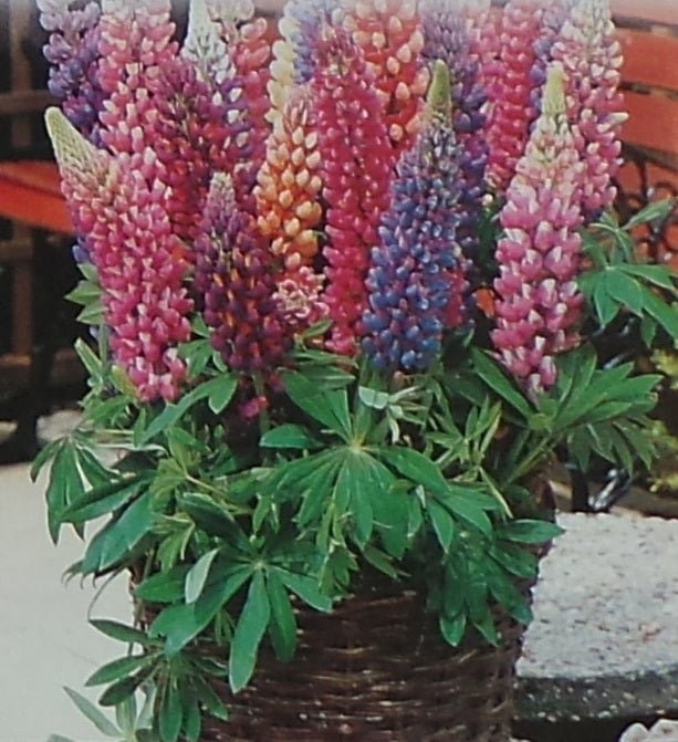 Lupines Minarette Dwarf Mixed Colors Seed - 1 Packet - Seed Barn