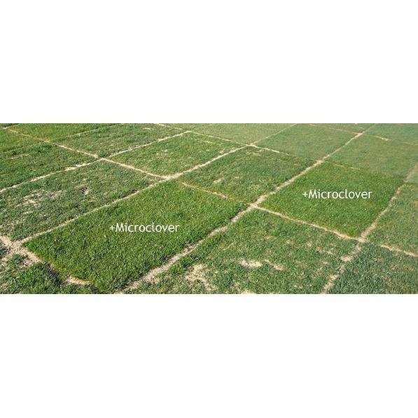 Micro Clover Seed (Pipolina) Certified - Seed Barn