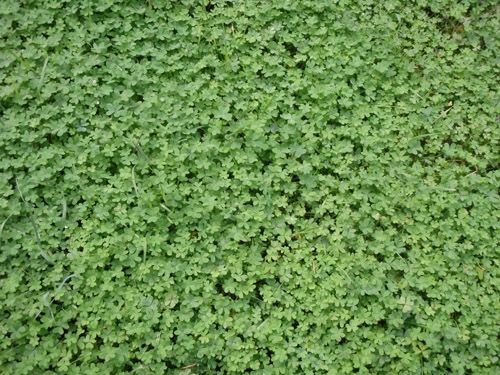 Micro Clover Seed (Pipolina) Certified - Seed Barn