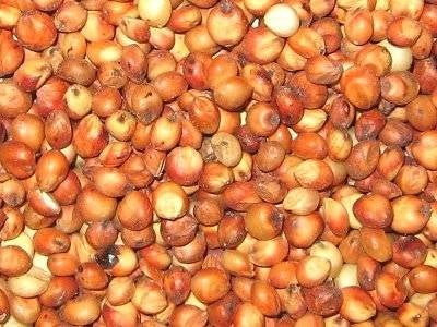 milo seeds for planting Milo Grain Sorghum Seed