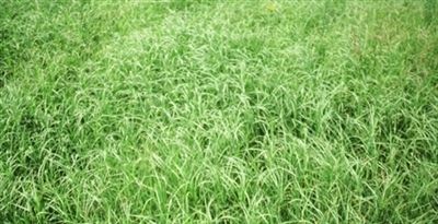 Wrangler Bermuda Grass Seed (Certified) - 50 Lbs.