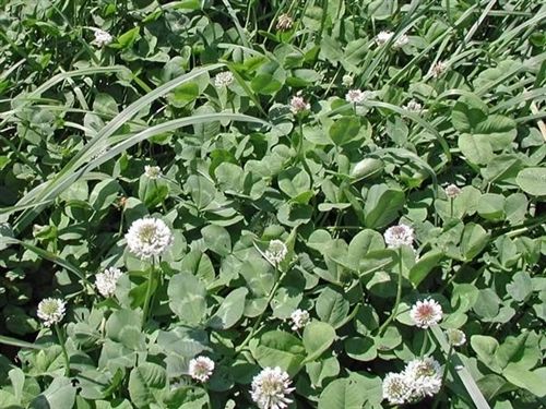 Patriot White Clover Seed - 20 Lbs. - Seed Barn