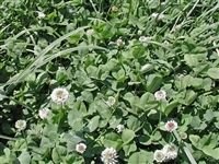 Patriot White Clover Seed - 50 Lbs. - Seed Barn