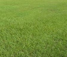 planting pensacola bahia grass seed Pensacola Bahia Pasture Grass Seed (Raw)