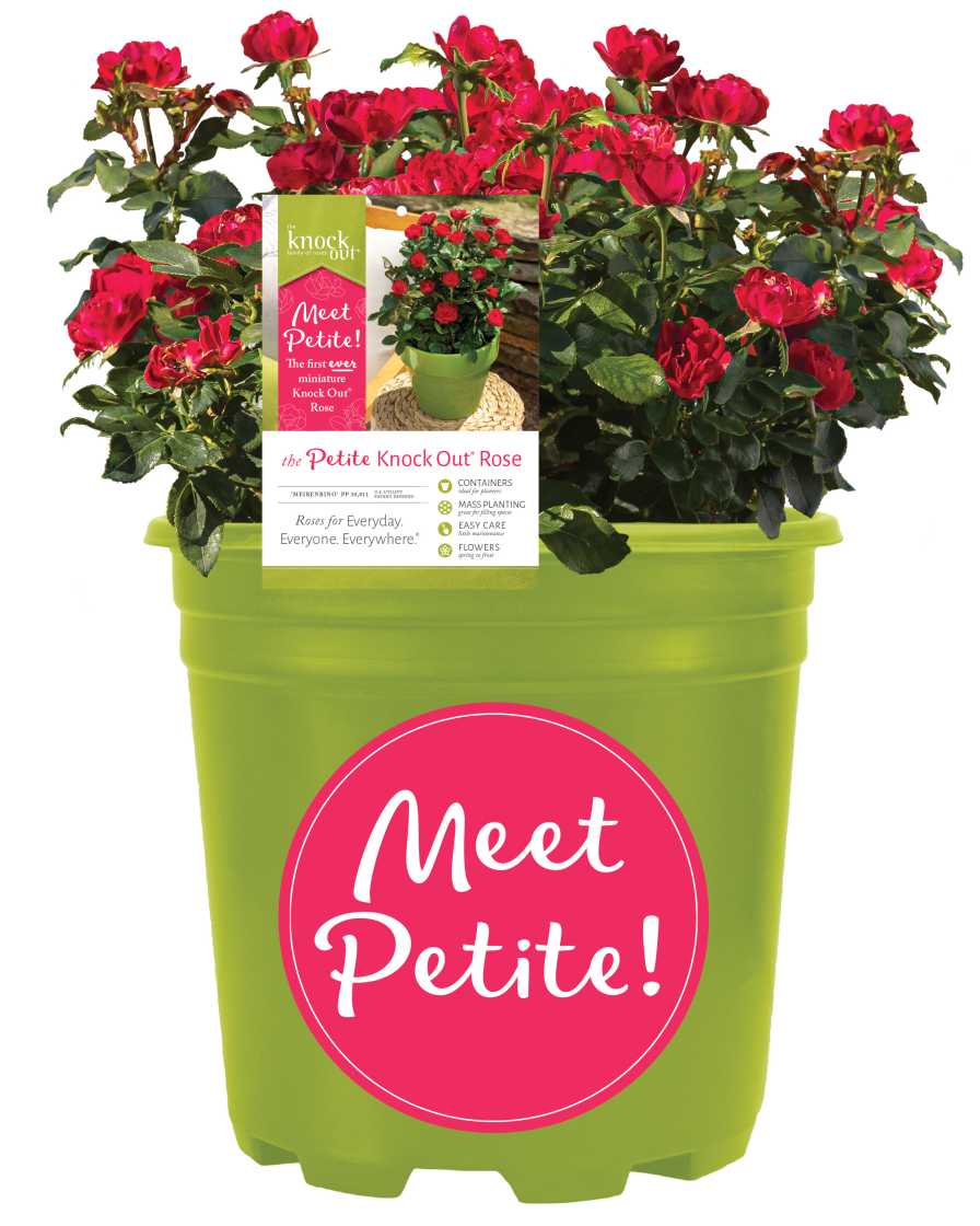 Petite Knock Out Rose - 2 Gal - Seed Barn